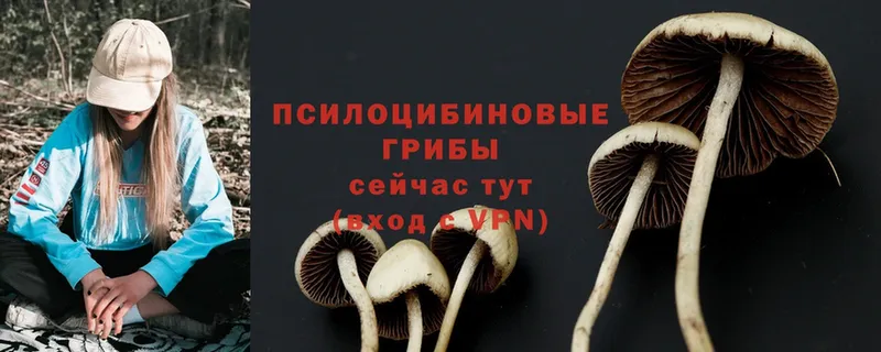 Псилоцибиновые грибы Cubensis  Киренск 